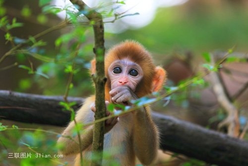 黑猴子图片 猴子图片