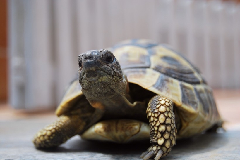 小乌龟图片 陆栖性动物乌龟图片