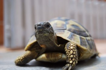 小乌龟图片 陆栖性动物乌龟图片