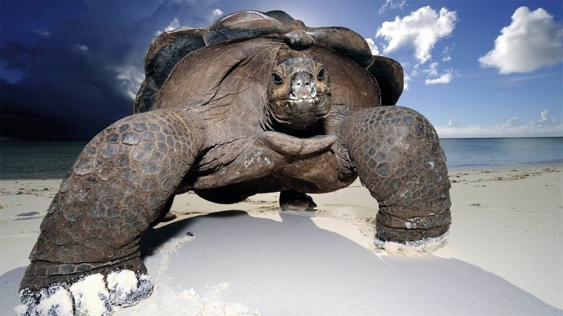 大乌龟图片 陆栖性动物乌龟图片