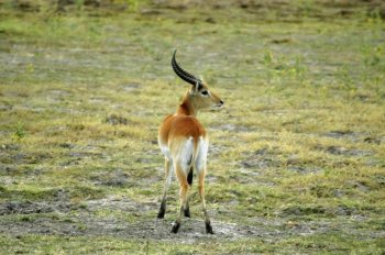 鹰和羚羊图片 羚羊图片