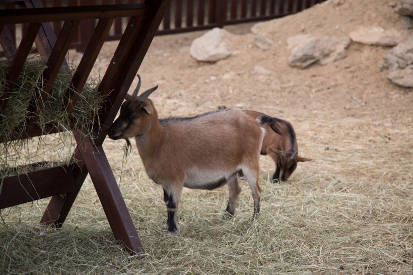 山羊图片 黑色山羊图片