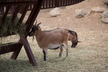 山羊图片 黑色山羊图片