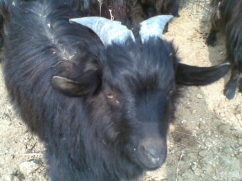 黑山羊图片 黑山羊图片