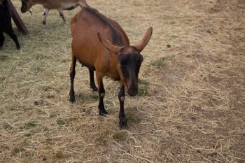 南山羊图片 山羊图片