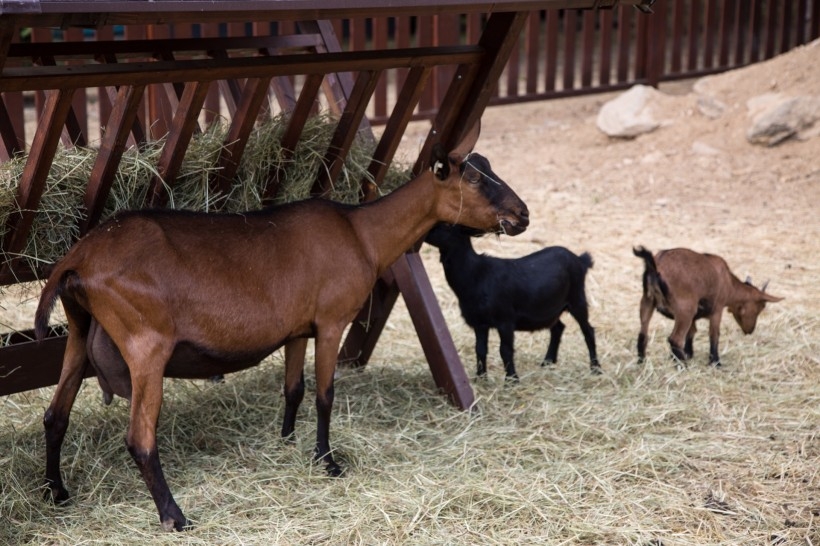 母山羊图片 山羊图片
