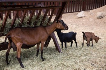 母山羊图片 山羊图片