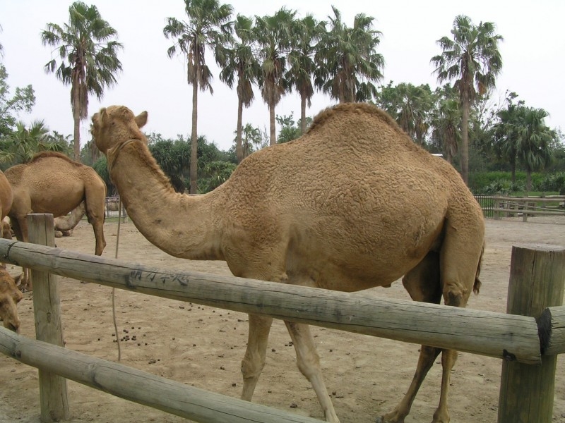 骆驼和羊图片 可爱的骆驼图片
