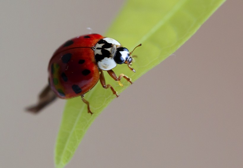 黑羊图片 蝙蝠图片
