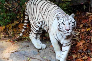 霸气羊图片 霸气的狼图片