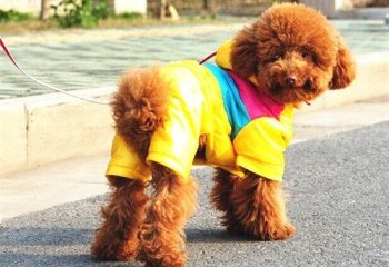 黑羊图片大全 狗图片大全