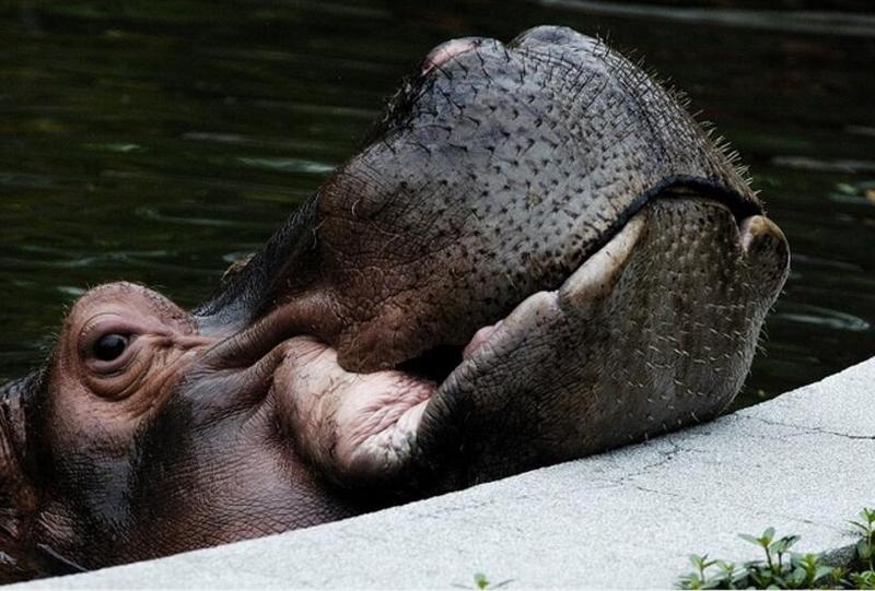河马图片 河马搏斗图片