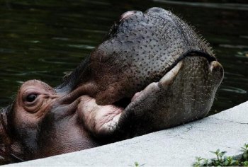 河马图片 河马搏斗图片