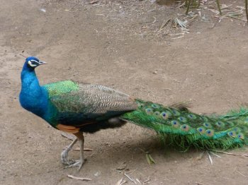 公孔雀图片 孔雀鸟类图片