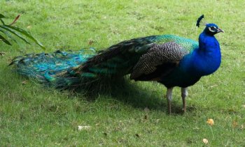 雌孔雀图片 美丽的孔雀开屏图片