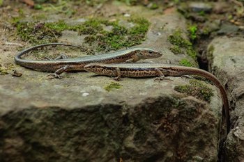 鬣蜥蜴图片 蜥蜴图片