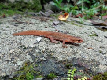 飞蜥蜴图片 蜥蜴图片