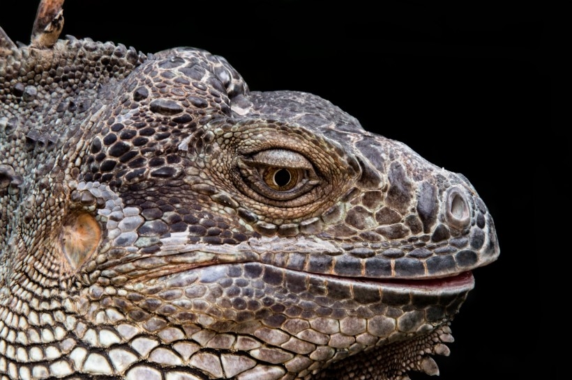 大蜥蜴图片 蜥蜴图片