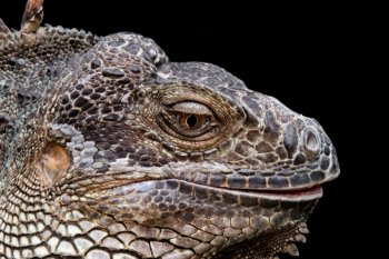 大蜥蜴图片 蜥蜴图片