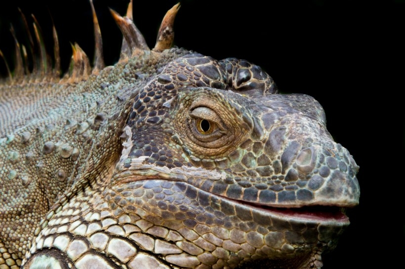 草蜥蜴图片 蜥蜴图片