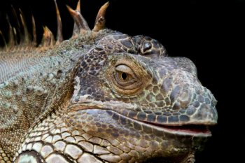 草蜥蜴图片 蜥蜴图片