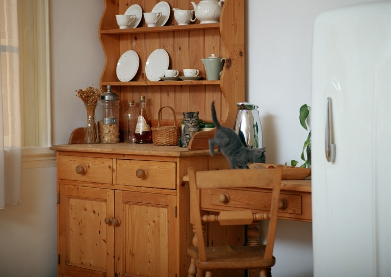 顽皮豹图片 顽皮的蜘蛛猴图片