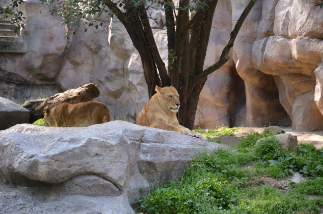 东北豹图片 东北虎图片