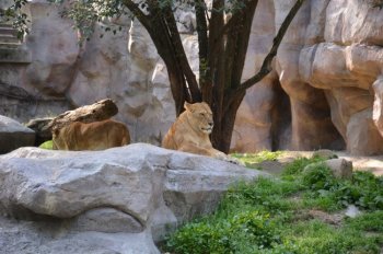 东北豹图片 东北虎图片