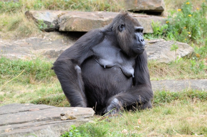 母猩猩图片 猩猩图片