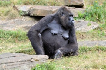 母猩猩图片 猩猩图片