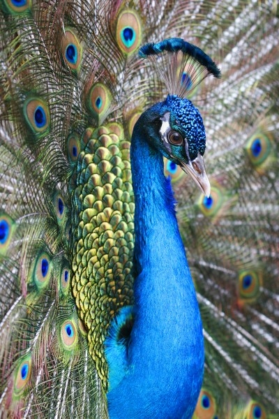 小孔雀图片 孔雀开屏图片