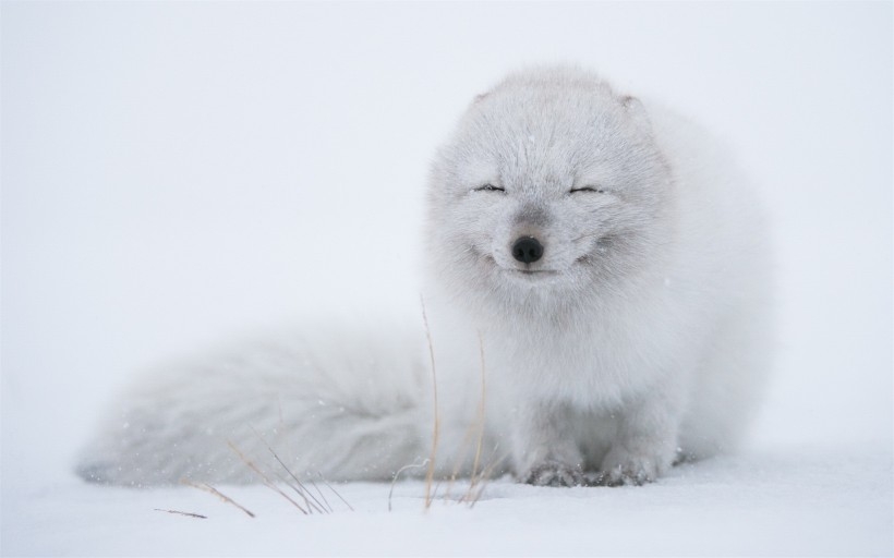 雪狐狸图片 卡通狐狸图片
