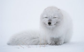 雪狐狸图片 卡通狐狸图片