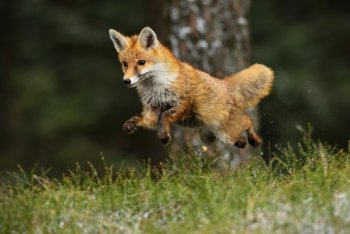 老狐狸图片 狐狸高清壁纸图片