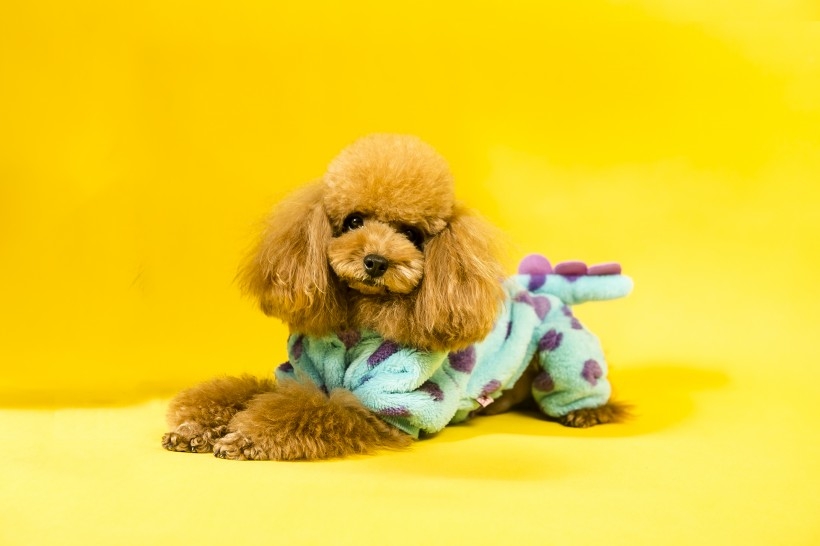 棕泰迪犬图片 泰迪熊犬图片