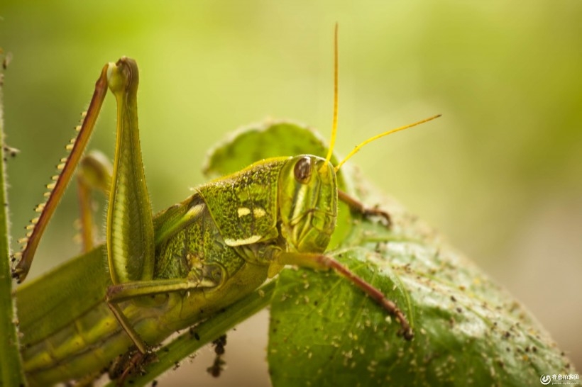 中华青犬图片 中华攀雀鸟类图片