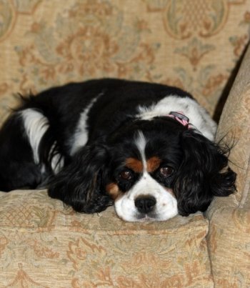 血猎犬图片 查理王小猎犬图片