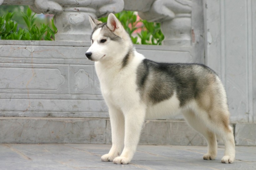 雪橇犬图片 雪橇狗图片