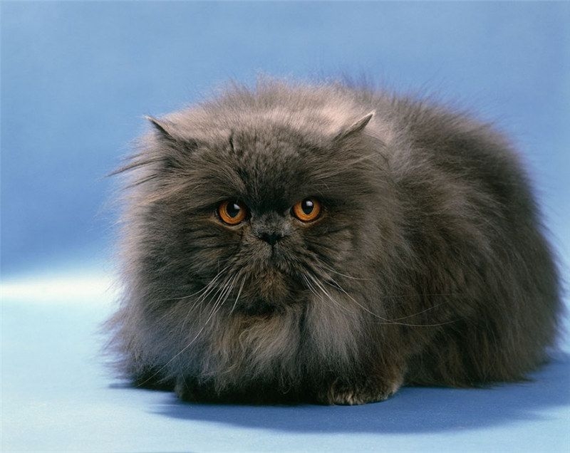 小波斯猫图片大全可爱 萌萌哒可爱波斯猫高清图片大全