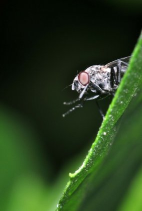 苍蝇微距摄影图片