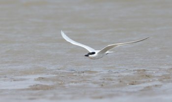 中型犬图片 中型水禽之鸥嘴噪鸥图片