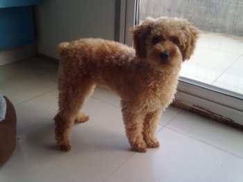 幼贵宾犬图片 贵宾狗高清图片精选合辑