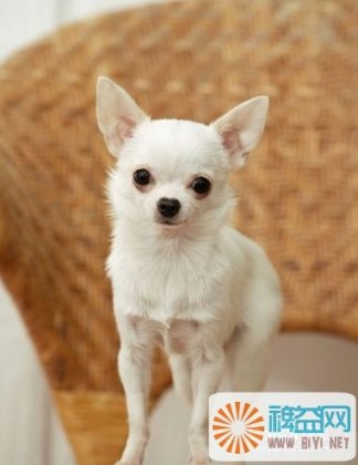 宠物加菲猫图片大全 人类最忠实的宠物狗大全图片