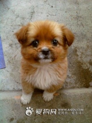 宠物小老虎图片大全 宠物图片大全