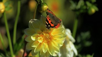 高清大图小猫图片大全 美丽的天鹅高清图片大全