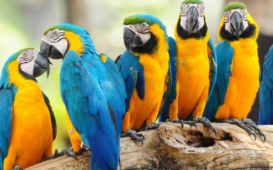 好看的小猫图片大全  唯美好看的鹦鹉图片大全