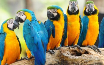 好看的小猫图片大全  唯美好看的鹦鹉图片大全