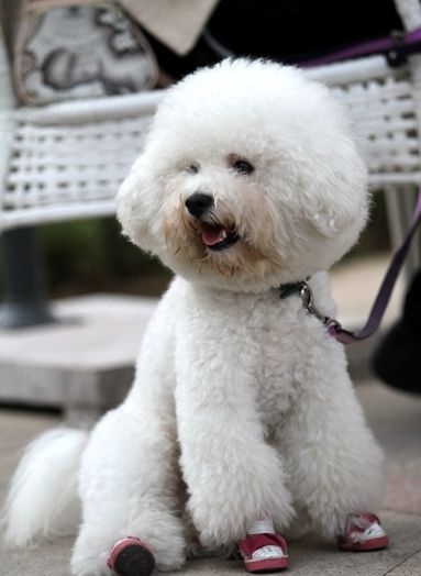 宠物豹猫图片大全 超级可爱的宠物狗图片大全