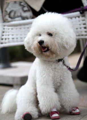 宠物豹猫图片大全 超级可爱的宠物狗图片大全