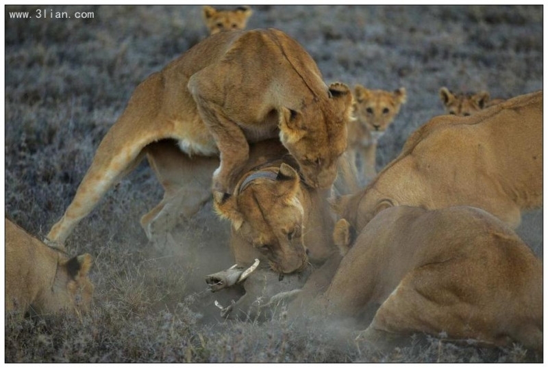 萌狮子图片 高清非洲狮子图片摄影大全